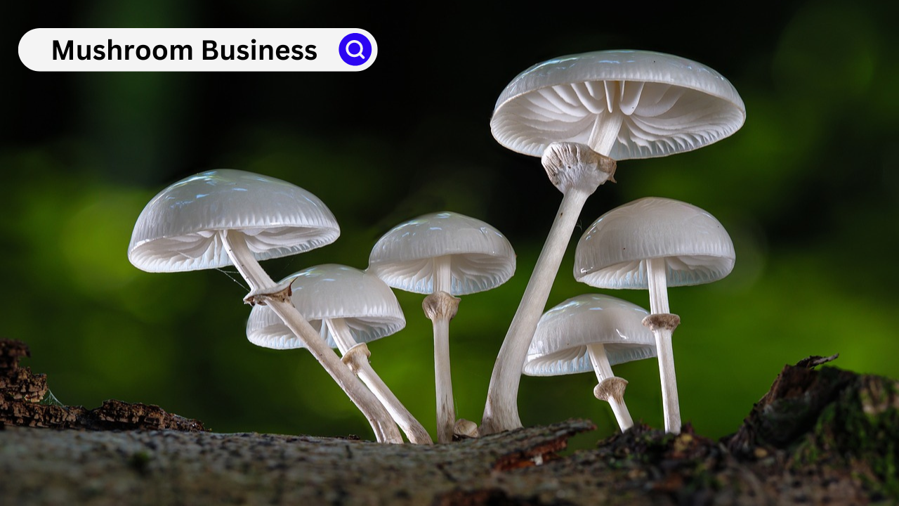 Mushroom Business