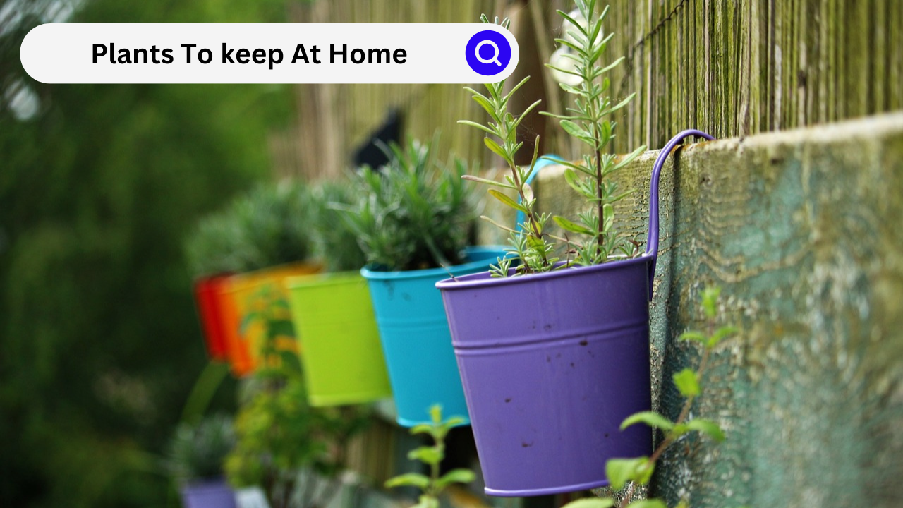 Plants to keep at home