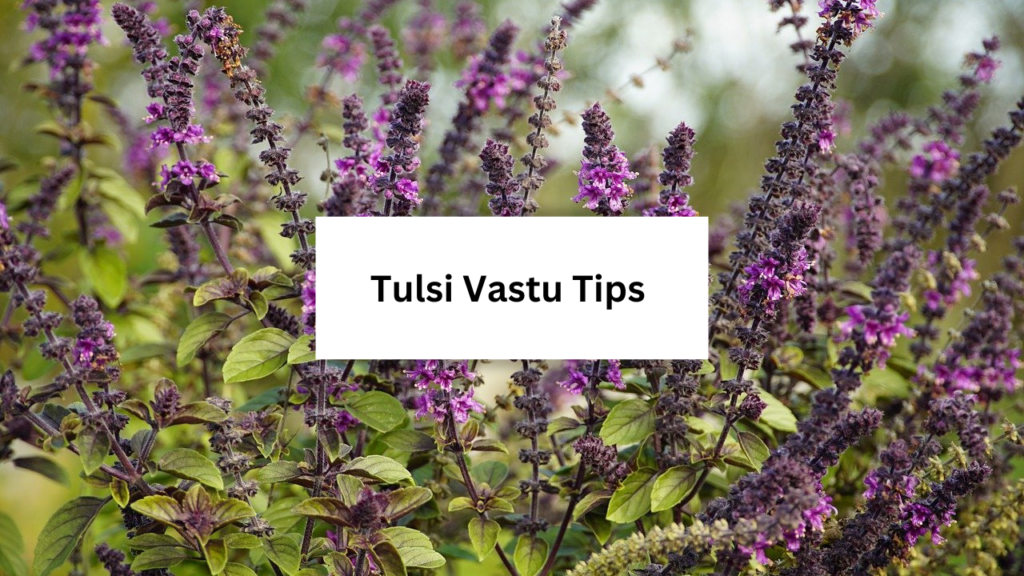 Tulsi vastu tips 1