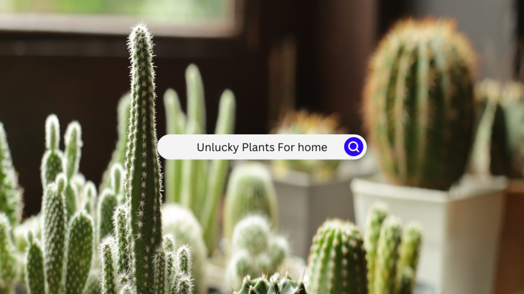 Unlucky Plants For home Unlucky Plants For home