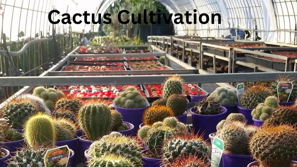 Cactus Cultivation Cactus Cultivation