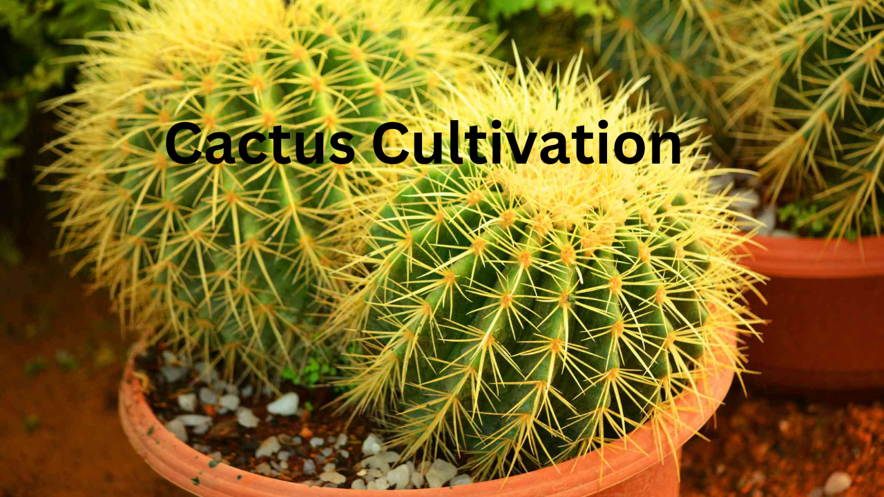 Cactus Cultivation 1