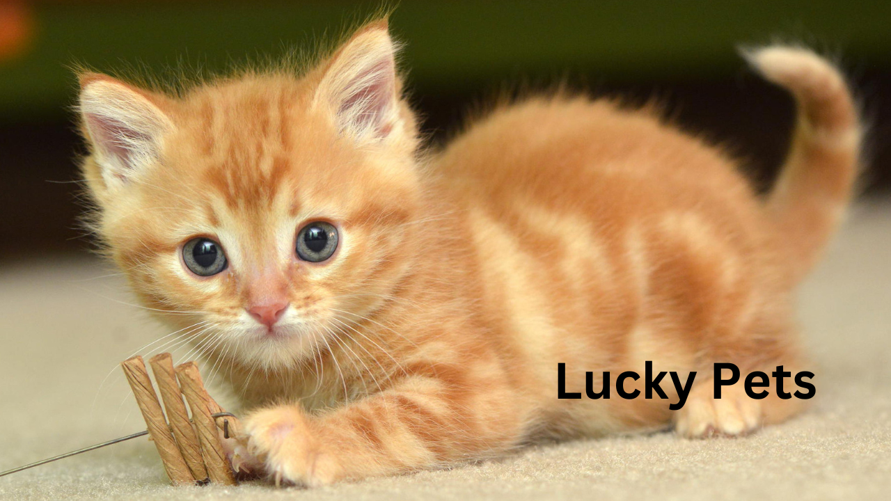 Lucky Pets 2