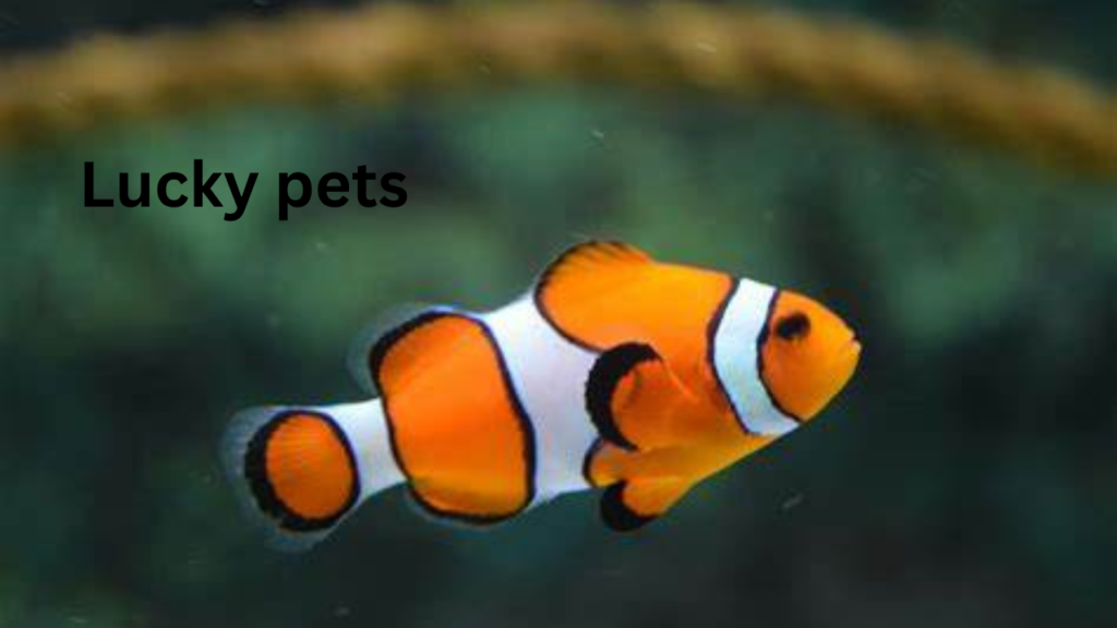 Lucky Pets 3 Lucky Pets 3
