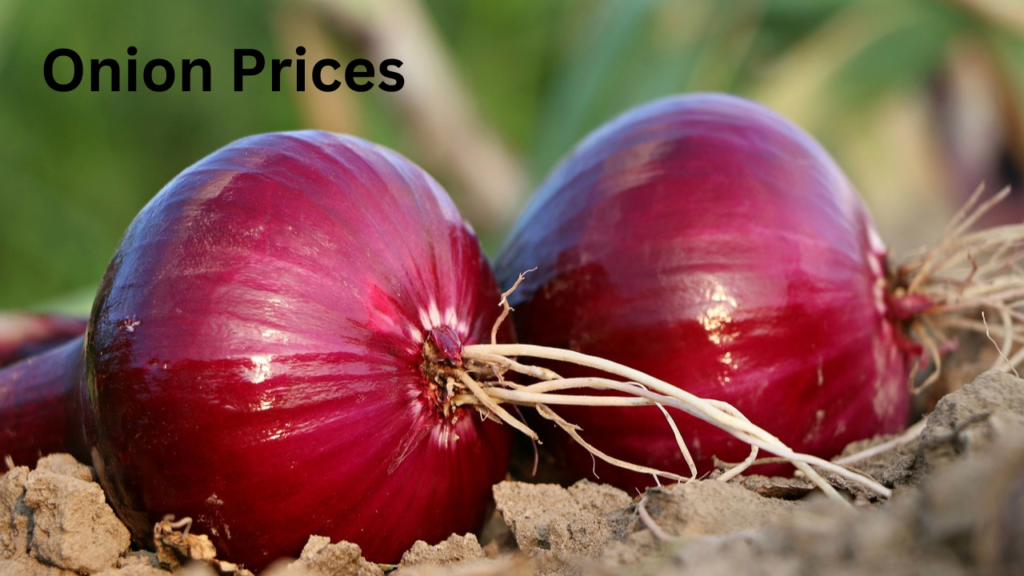 Onion Prices Onion Prices