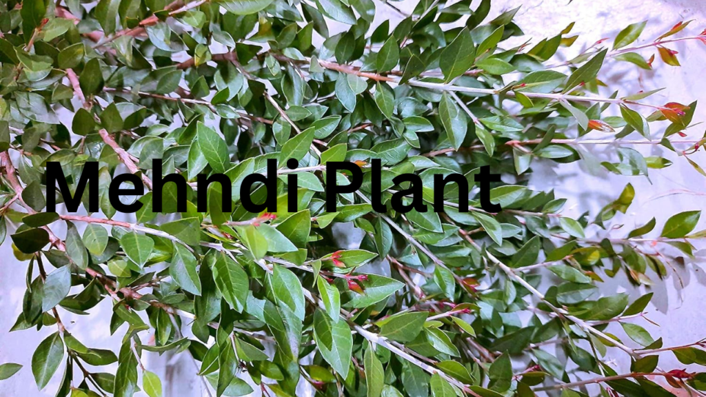 Unlucky Plant 1 Unlucky Plant 1