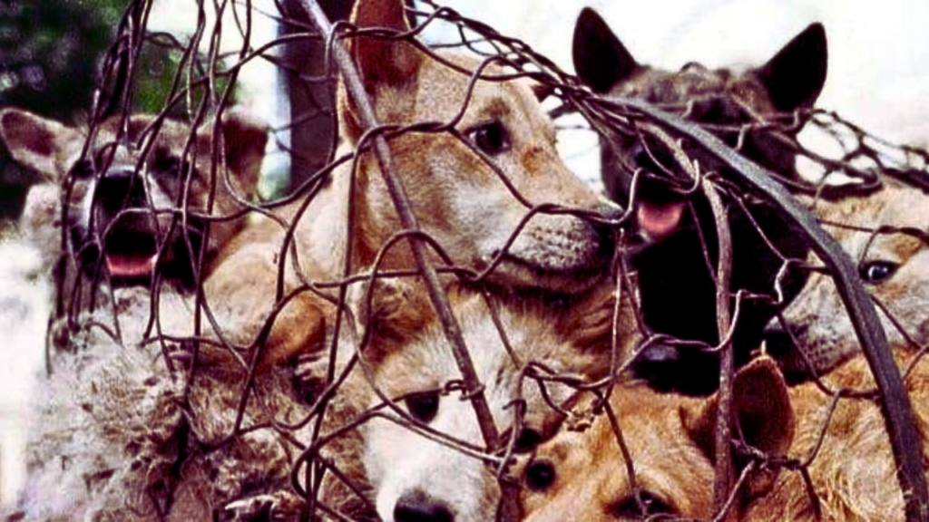 dog meat3 dog meat3