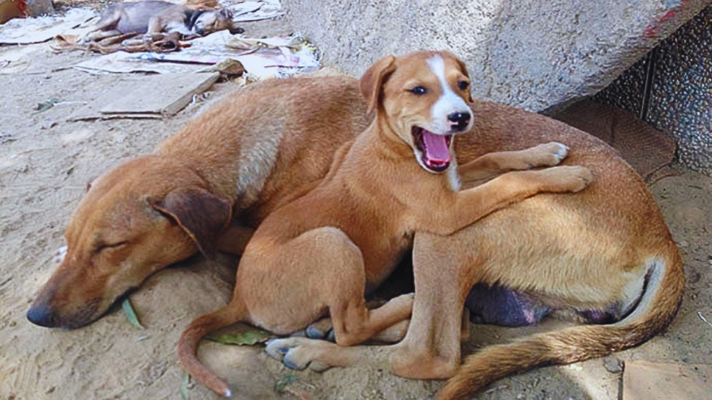 dog meat4 1 dog meat4 1