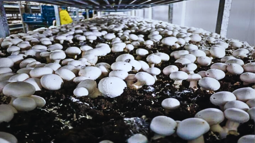 mashroom1 mashroom1