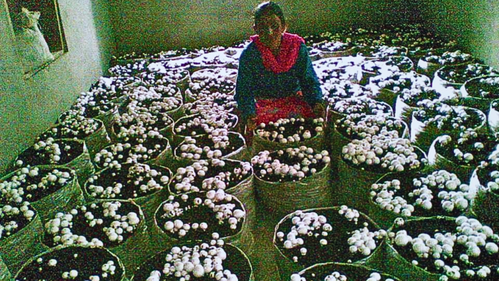 mashroom2 mashroom2