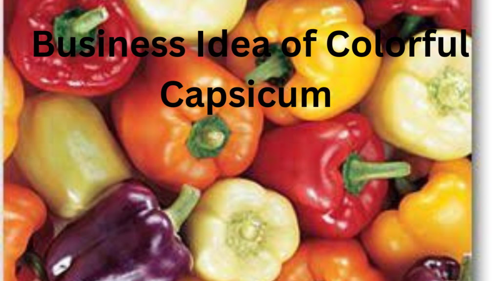 Colorful Capsicums 1 Colorful Capsicums 1
