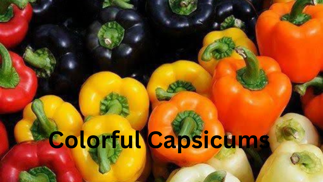 Colorful Capsicums