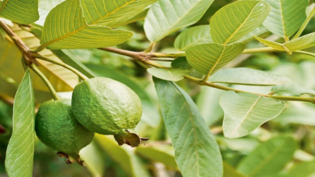 Picsart 24 08 17 13 42 07 693 Picsart 24 08 17 13 42 07 693