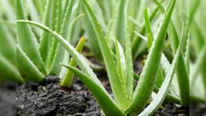 Apply aloe vera gel on your face every night before sleeping and get all these benefits.