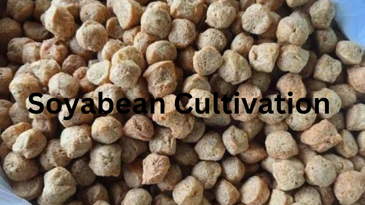 Soyabean Cultivation 1