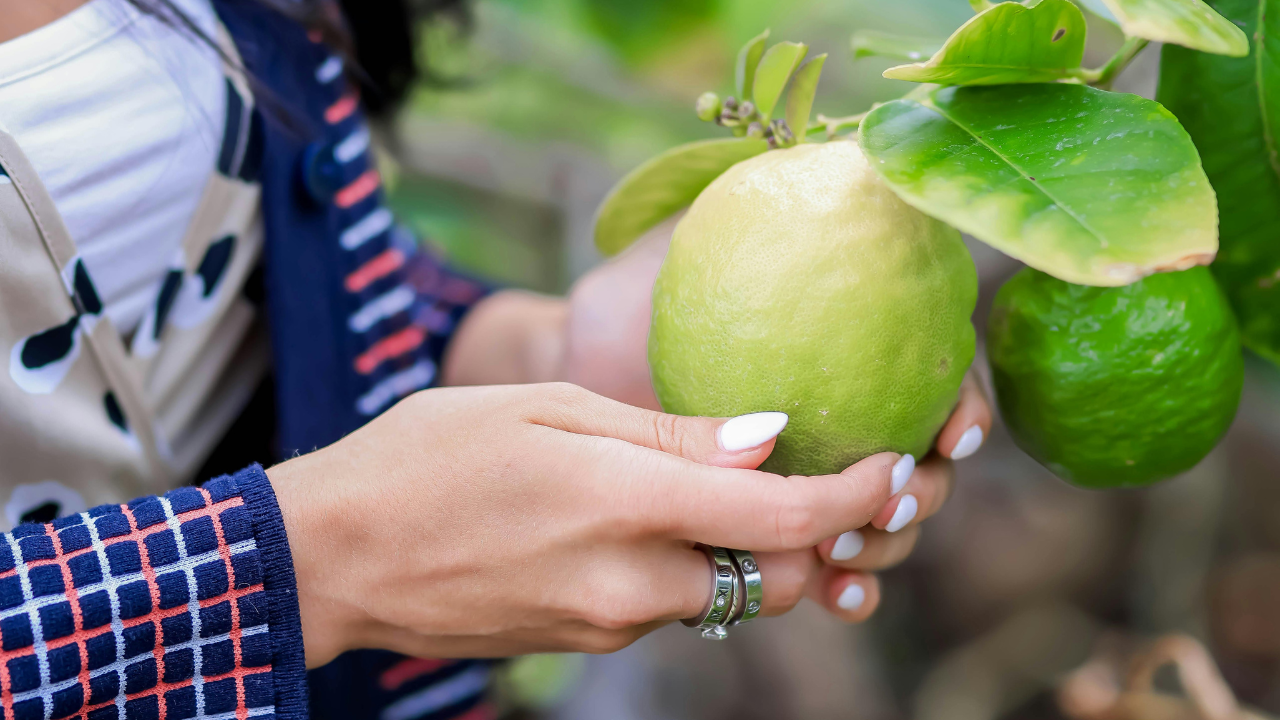 Untitled design 2024 08 17T151551.625