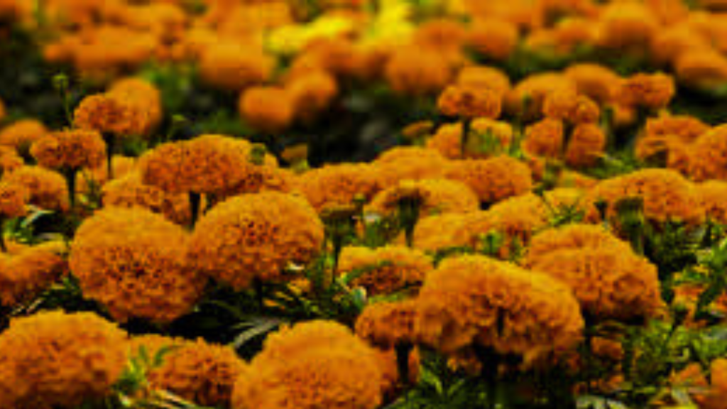 Untitled design 2024 08 22T154557.123