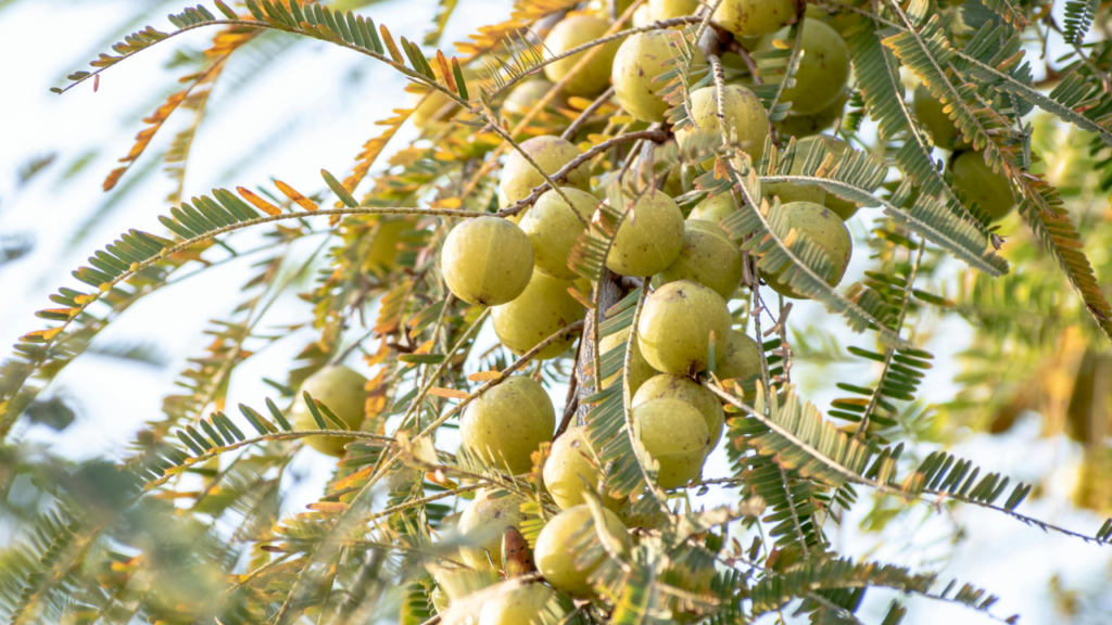 Untitled design 2024 08 25T101729.058