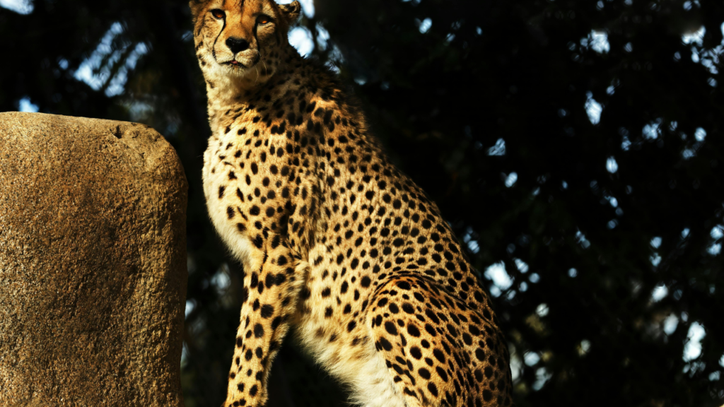 Untitled design 2024 08 28T125102.884