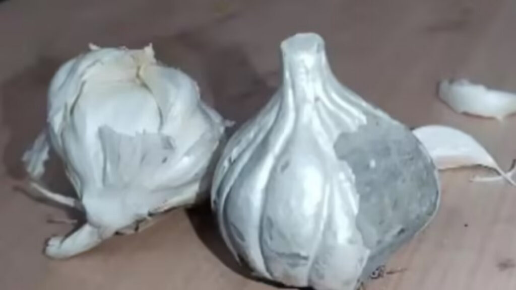 cg1 cg1