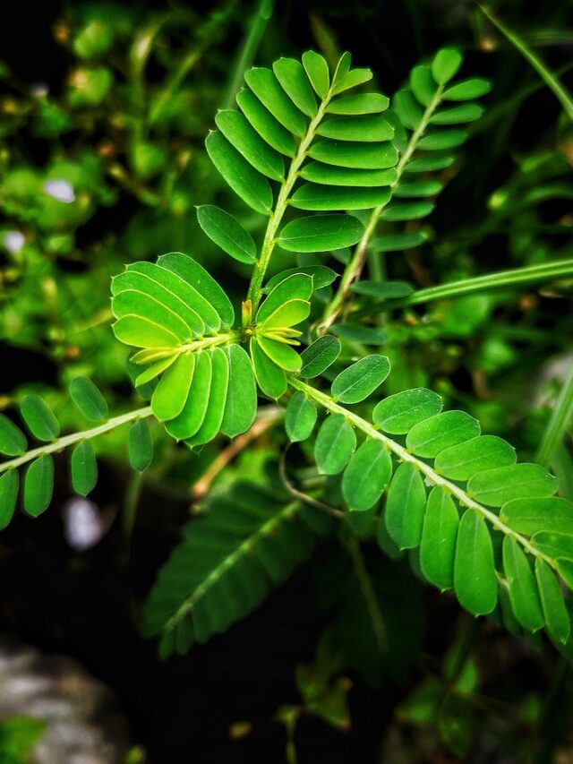 shameplant-6923302_1280