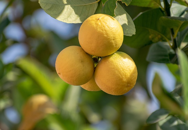 lemons 7659919 640 lemons-7659919_640