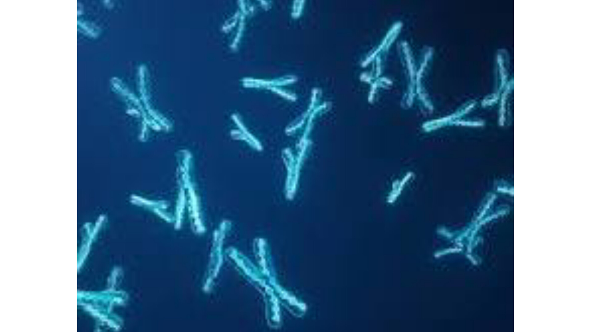 Y- Chromosones