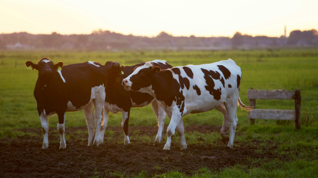 Dairy Farming Dairy Farming