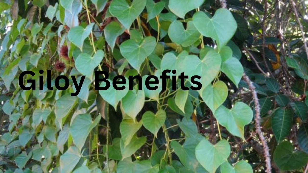 Giloy Benefits 3