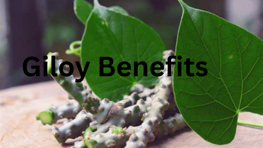 Giloy Benefits 5 Giloy Benefits 5