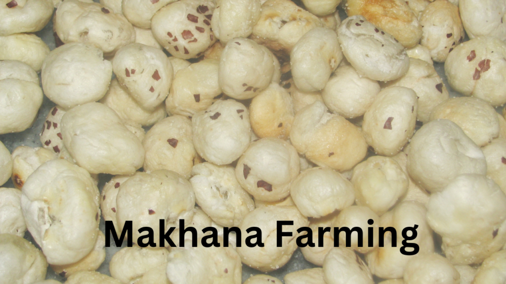 Makhana farming Makhana farming