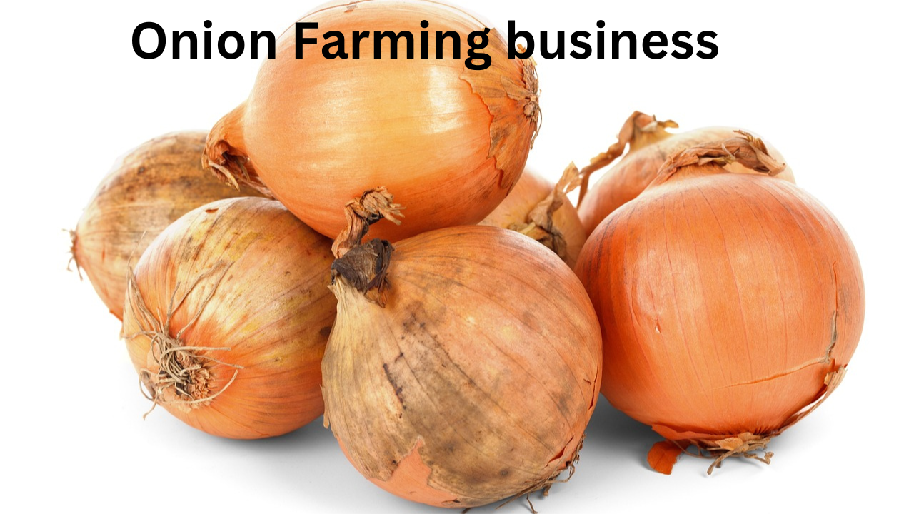 Onion Farming