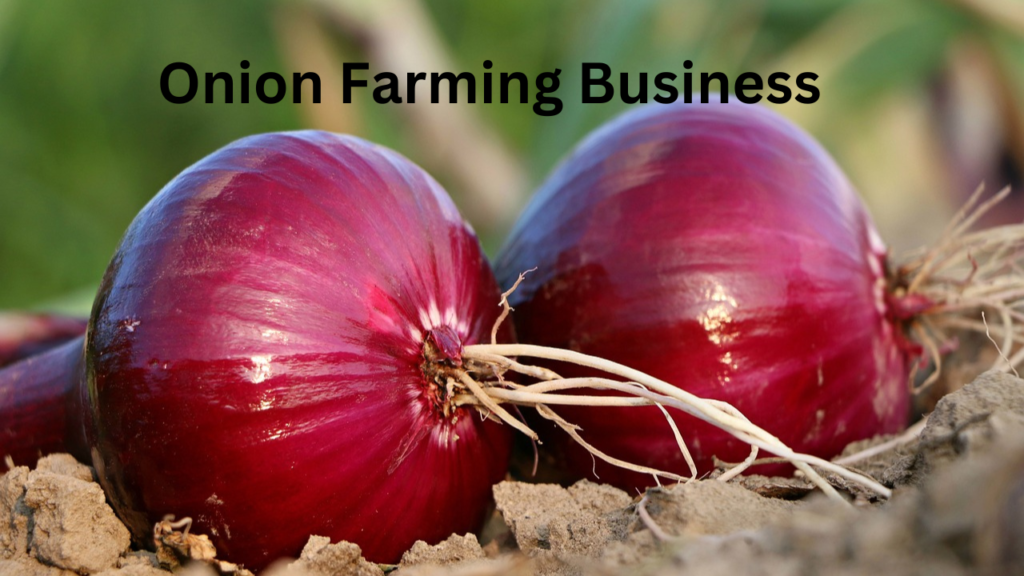 Onion Farming 1 Onion Farming 1