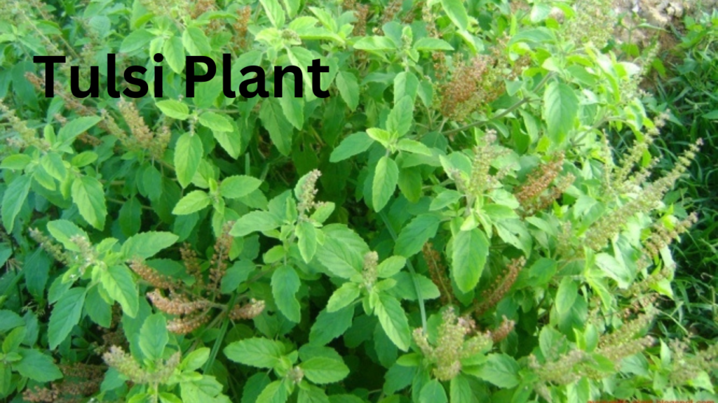 Tulsi PLant 2 Tulsi PLant 2
