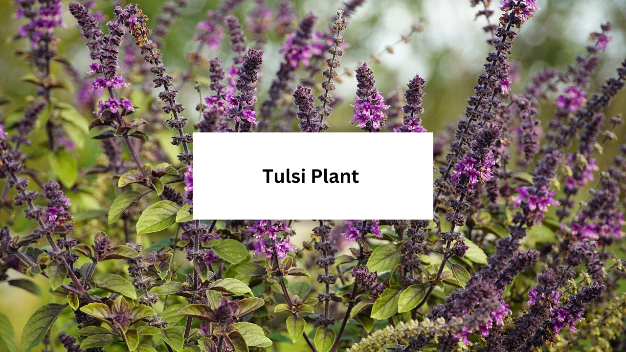 Tulsi plant