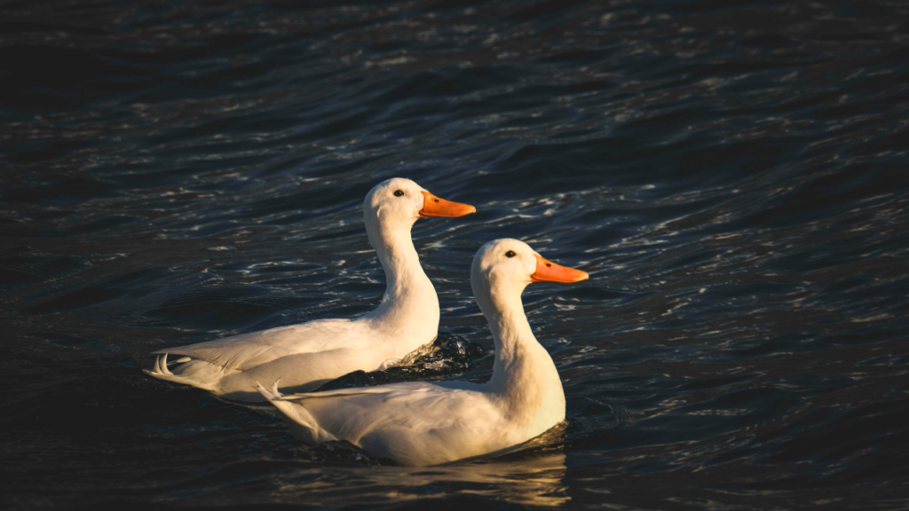 Untitled design 2024 09 04T121513.947