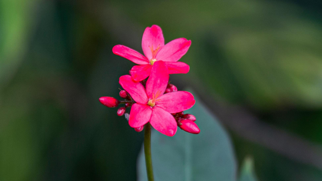 Untitled design 2024 09 05T132931.871