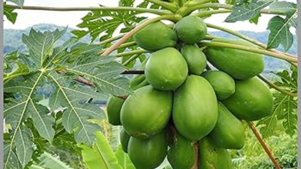 Untitled design 2024 09 30T114526.677