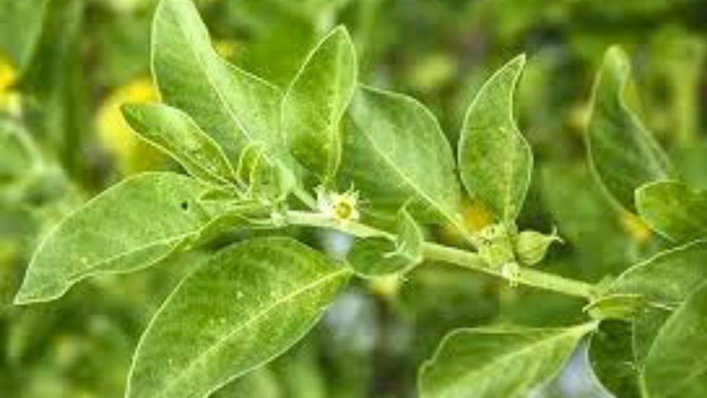 Untitled design 24 4