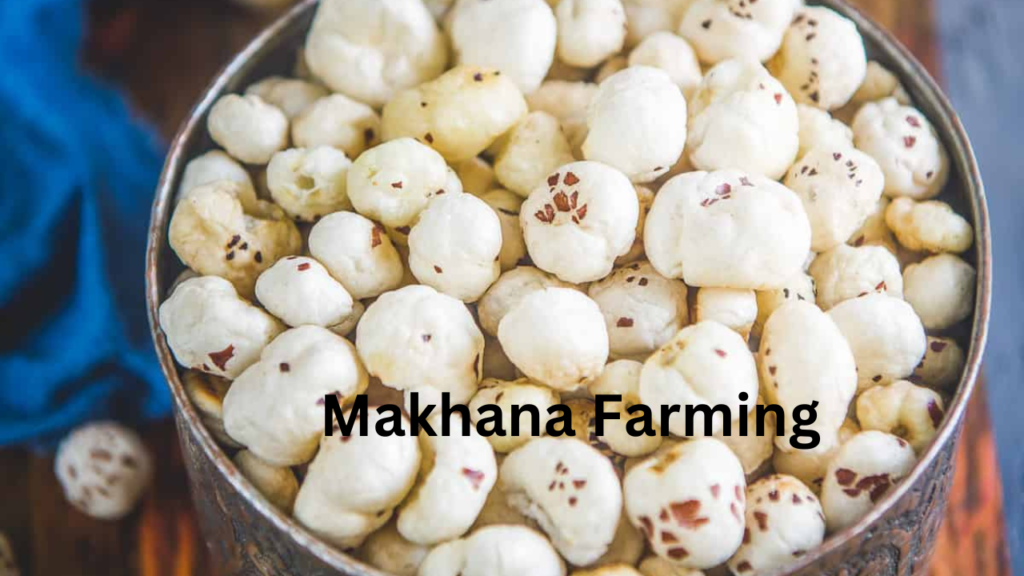 makhana farming 1 makhana farming 1