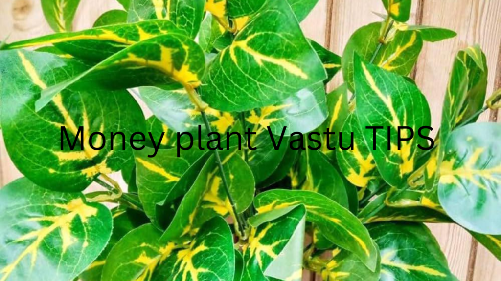 Money Plant