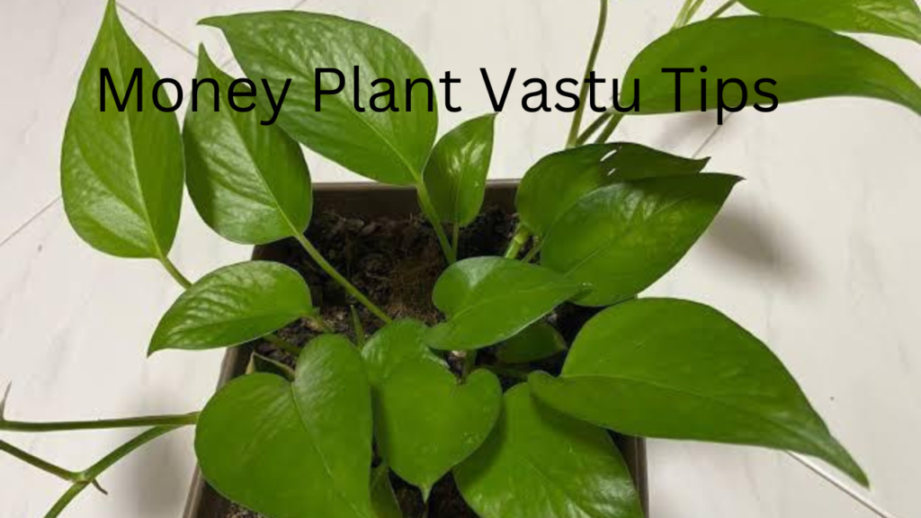 Money Plant 2 Money Plant 2