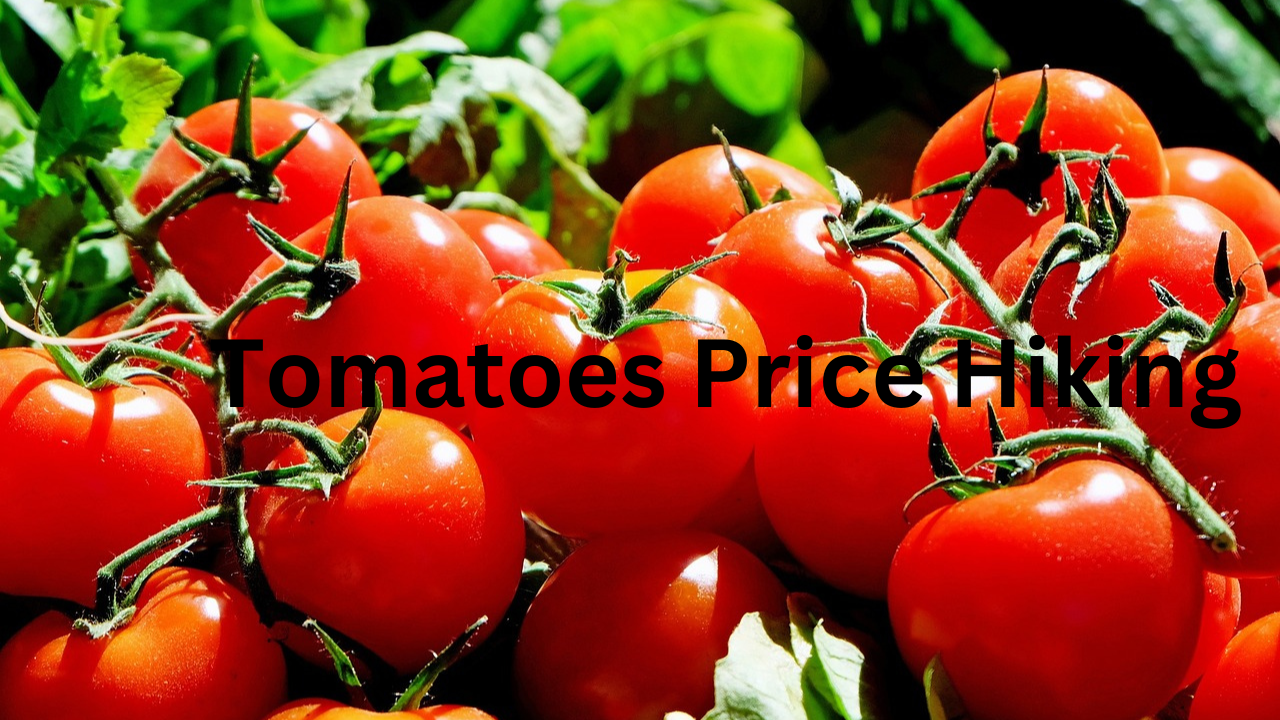 Tomatoes