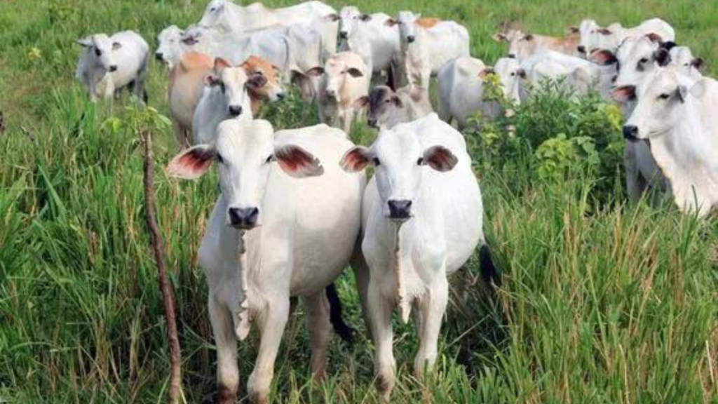 Untitled design 2024 10 05T150245.847