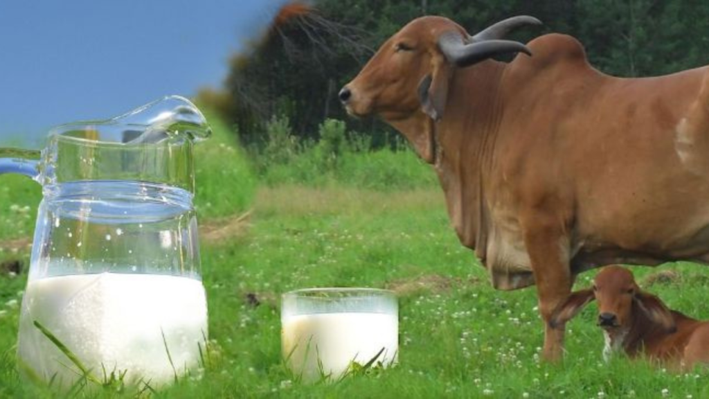 Untitled design 2024 10 05T150322.972 dairy farming