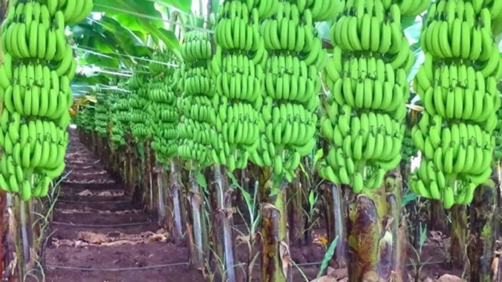 Untitled design 2024 10 08T121301.785 Untitled design 2024 10 08T121301.785