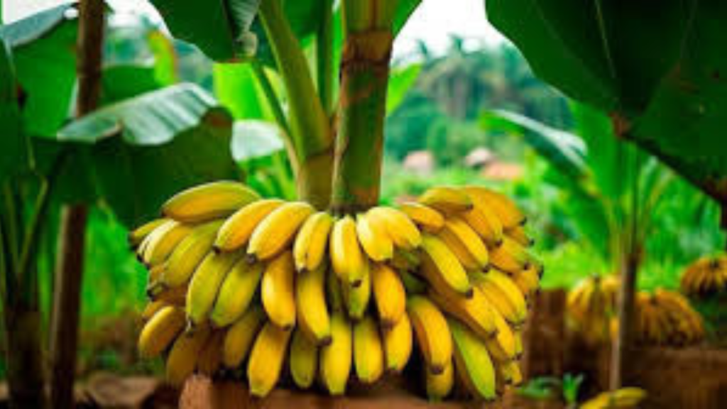 Untitled design 2024 10 08T121331.255 Untitled design 2024 10 08T121331.255