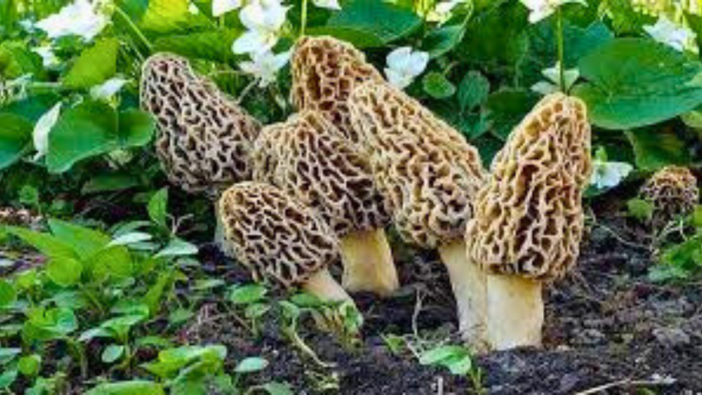 Untitled design 2024 10 10T105642.995