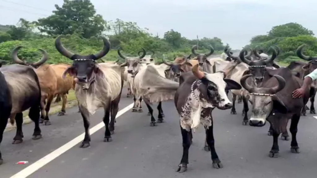 Untitled design 2024 10 29T174039.697