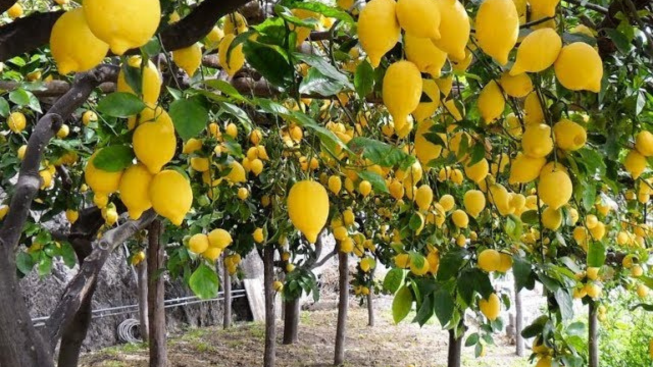 Untitled design 2024 11 05T114509.099